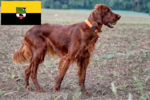 Детальніше про статтю Заводчики та цуценята ірландського червоного сеттера в Саксонії-Ангальт