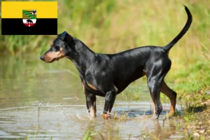 Детальніше про статтю Заводчики та цуценята німецьких пінчерів у Саксонії-Ангальт